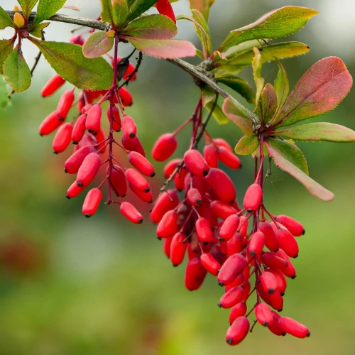 Berberine ingredient